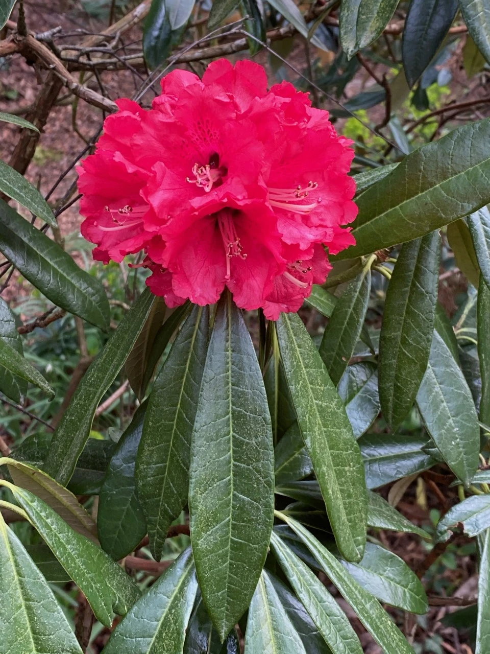 R. lanigerum